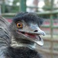 Emu tojás keltetése I. rész: A tojásrakás ’emuéknál’