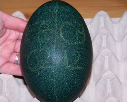 Én a képen látható tojáson sárga zsírkrétával írtam fel az egyedi azonosítót: EE- szülőpár nevének kezdőbetűi, 09- azaz a pár 9-dik tojása, 02.12. – február 12-én tojta a tojó.