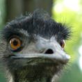 Légy képben! Az emu szaporodása-  I. rész